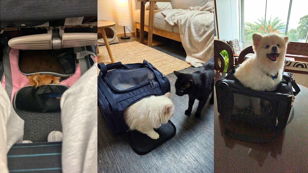 Mascota lista para viajar en avión con su transportador MascotaAbordo